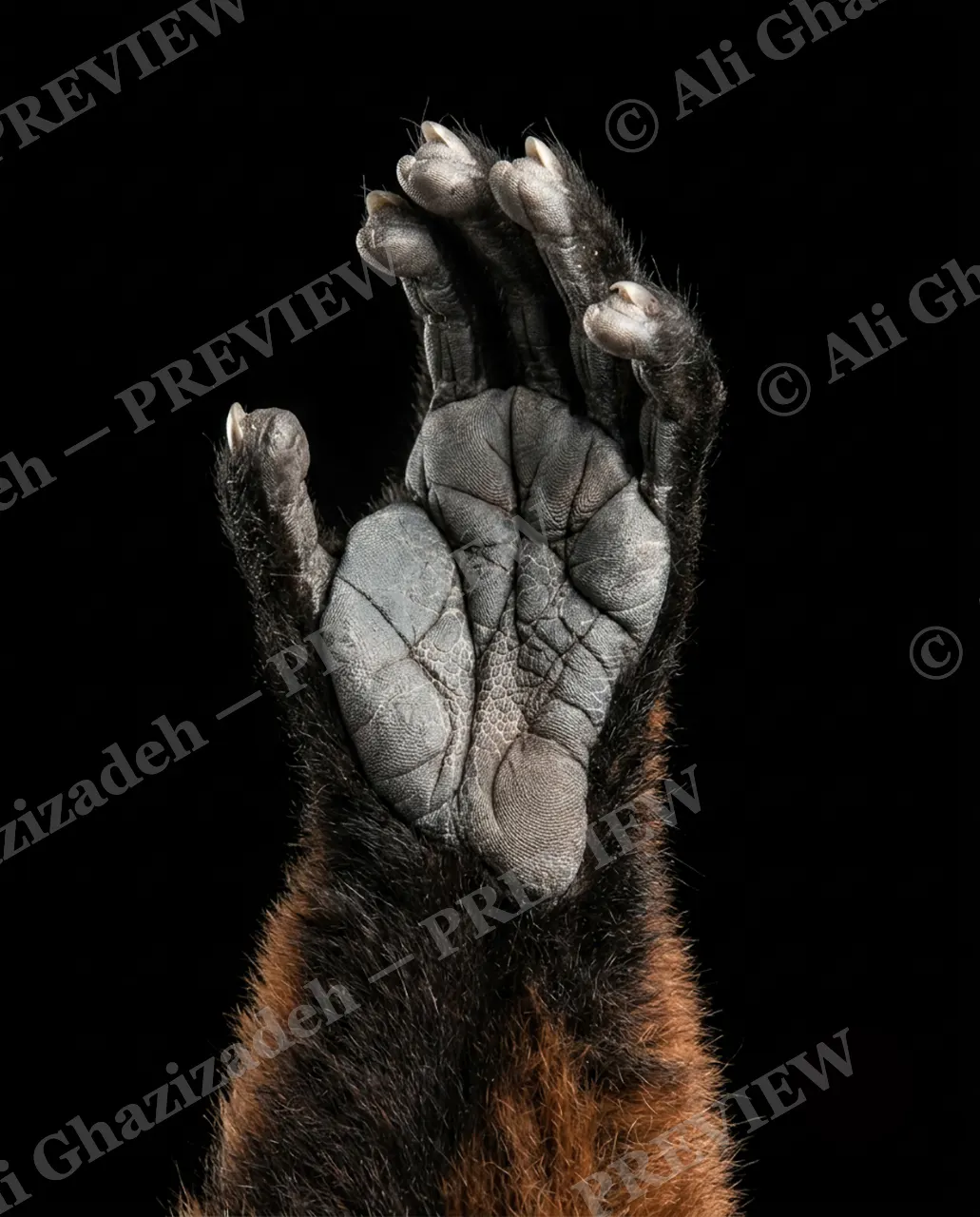 Hand-Picked — Red Panda's Secret — Chimpanzee artwork by Ali Ghazizadeh