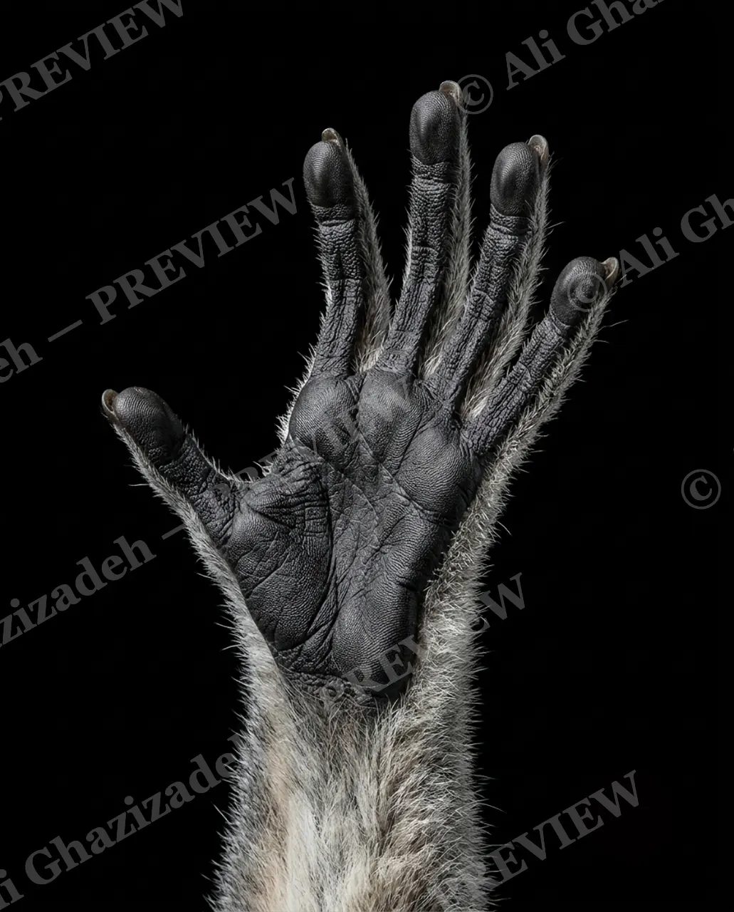 Hand-Picked — Silent Grey — Chimpanzee artwork by Ali Ghazizadeh