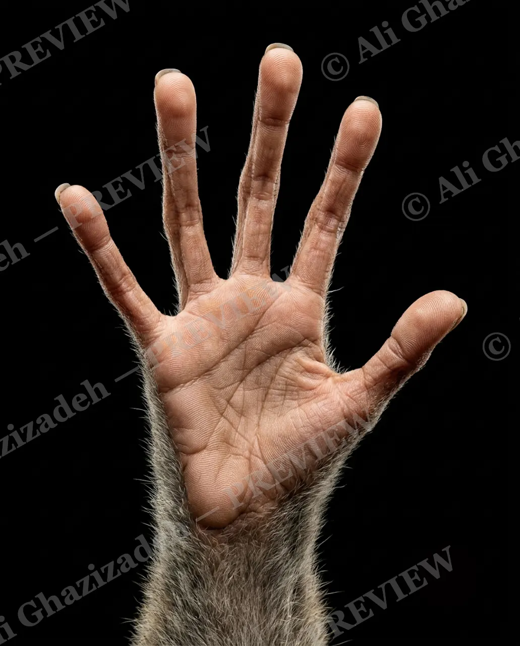 Hand-Picked — Steady Hand — Chimpanzee artwork by Ali Ghazizadeh