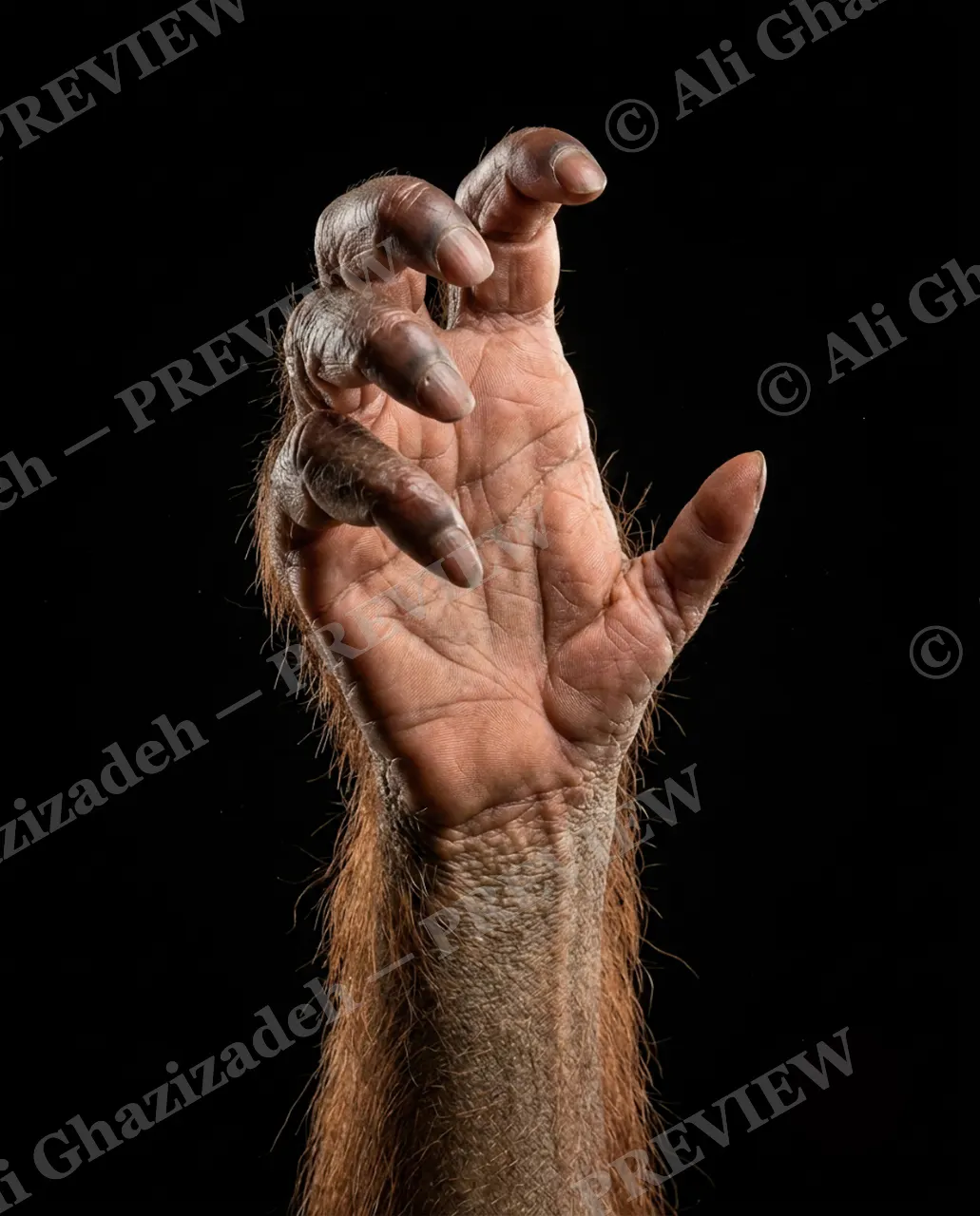 Hand-Picked — The Gentle Grasp — Chimpanzee artwork by Ali Ghazizadeh