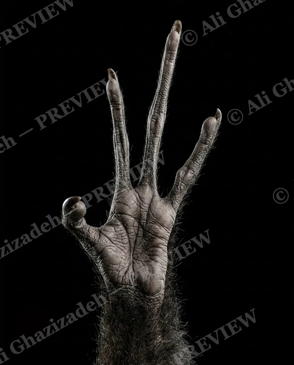 Hand-Picked — The Long Fingers — Chimpanzee artwork by Ali Ghazizadeh