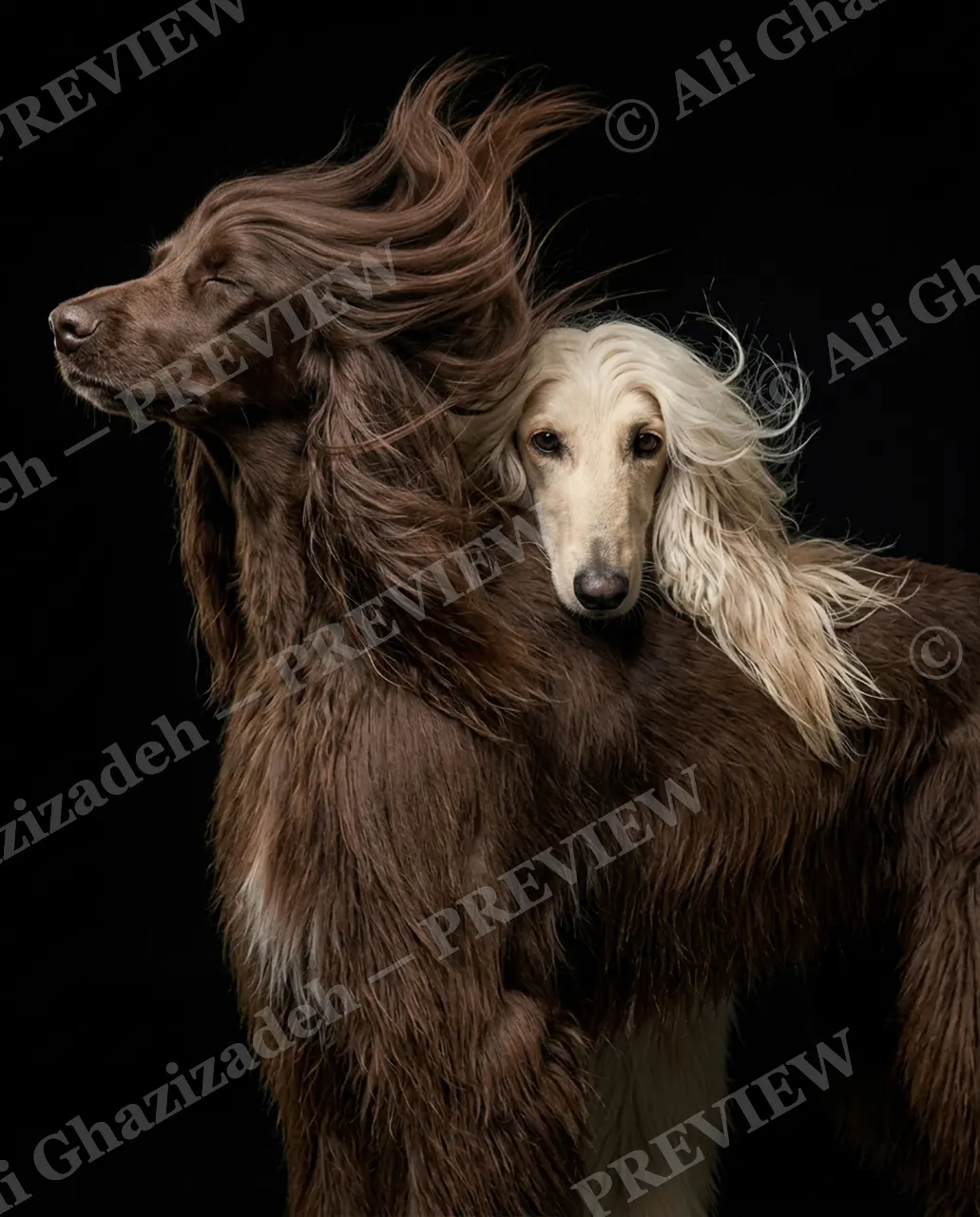 The Afghan Gentry — Chin on Shoulder — Domestic dog artwork by Ali Ghazizadeh