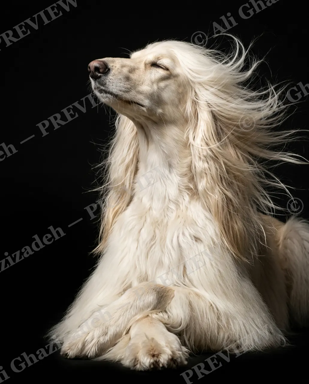 The Afghan Gentry — Chin Up, Eyes Closed — Domestic dog artwork by Ali Ghazizadeh