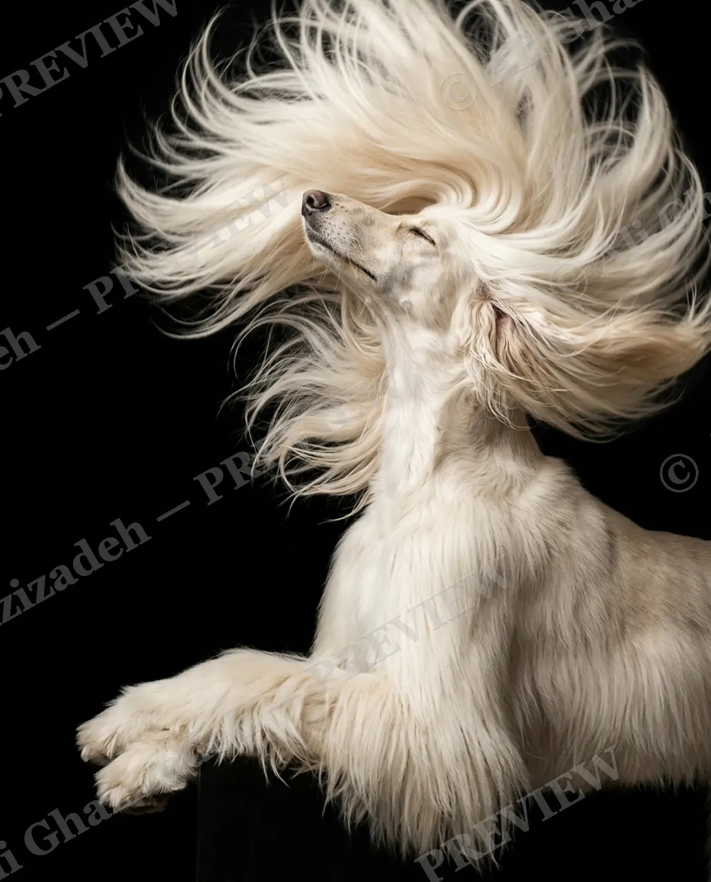The Afghan Gentry — Full Mane, Full Drama — Domestic dog artwork by Ali Ghazizadeh