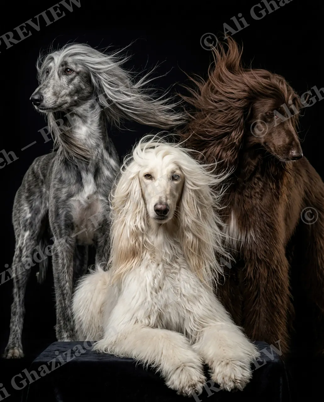 The Afghan Gentry — Holding a Pose — Domestic dog artwork by Ali Ghazizadeh