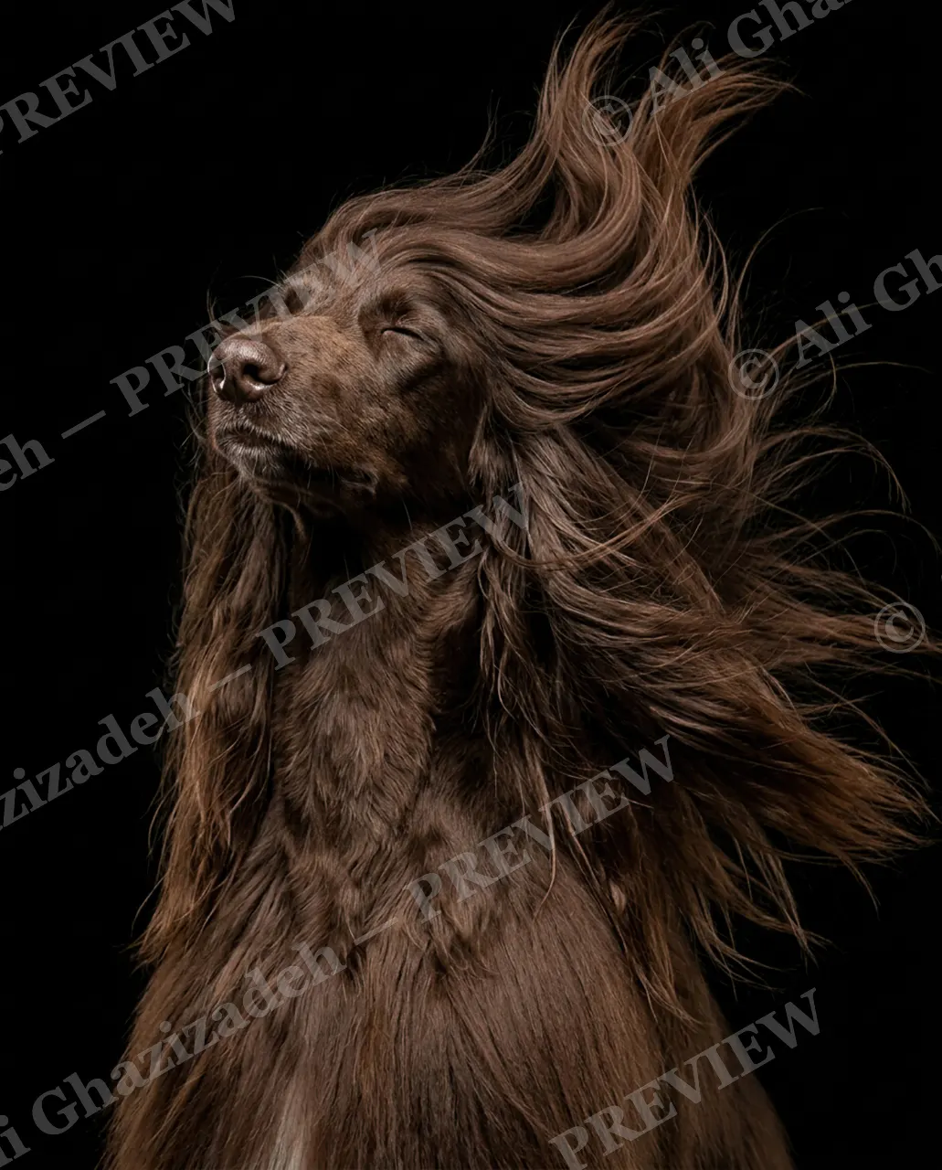 The Afghan Gentry — Caught in the Wind — Domestic dog artwork by Ali Ghazizadeh