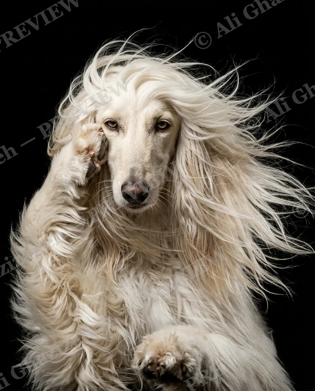 The Afghan Gentry — Paw Over Face — Domestic dog artwork by Ali Ghazizadeh