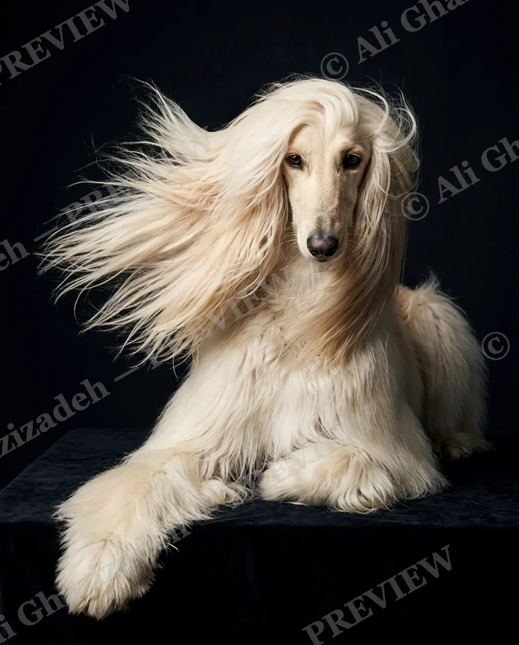 The Afghan Gentry — Poise on Velvet — Domestic dog artwork by Ali Ghazizadeh