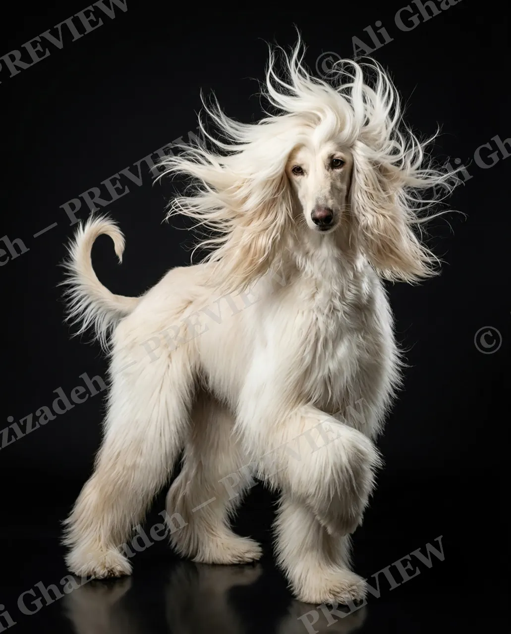The Afghan Gentry — Strut and Swagger — Domestic dog artwork by Ali Ghazizadeh