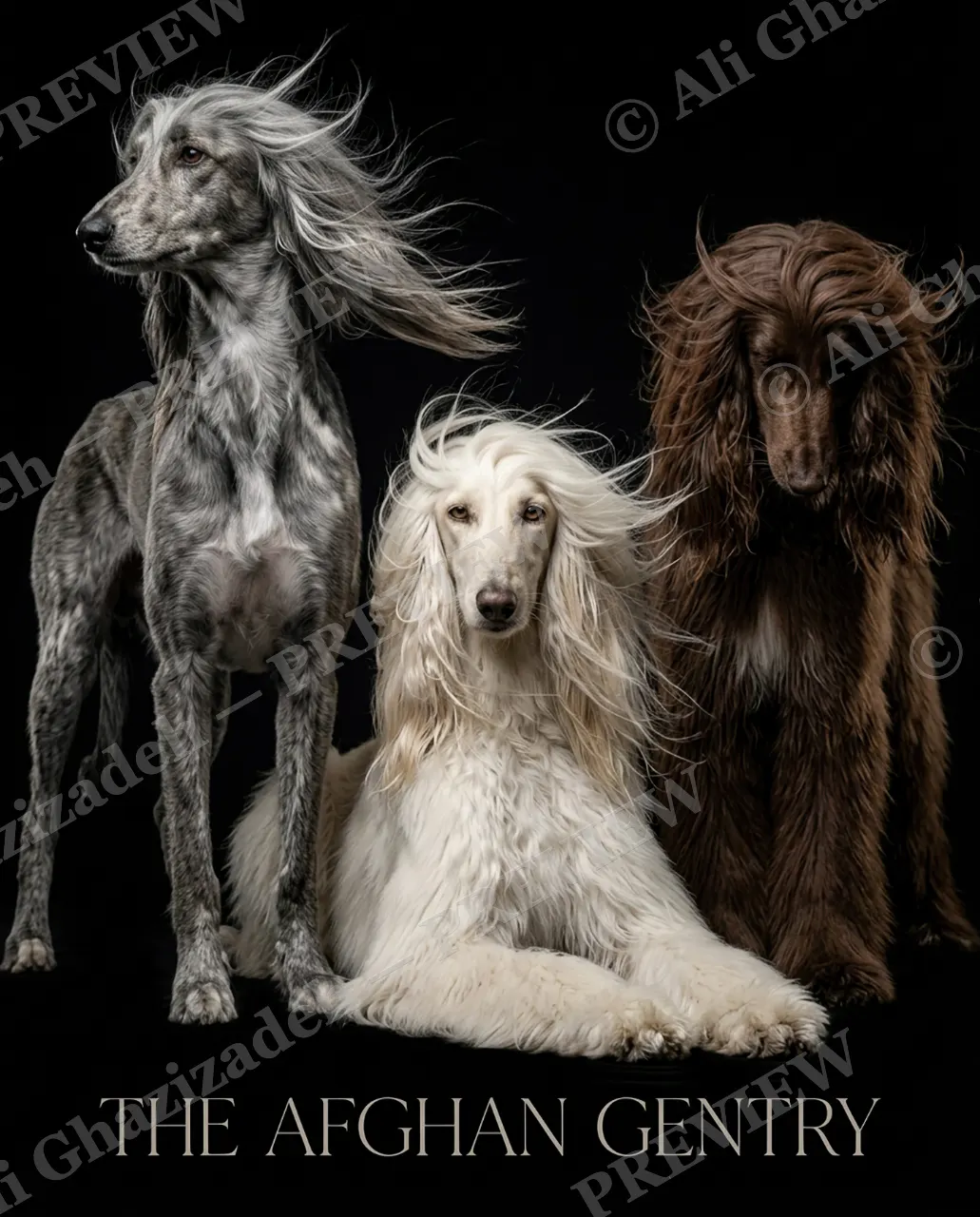 The Afghan Gentry — The Afghan Gentry — Domestic dog artwork by Ali Ghazizadeh