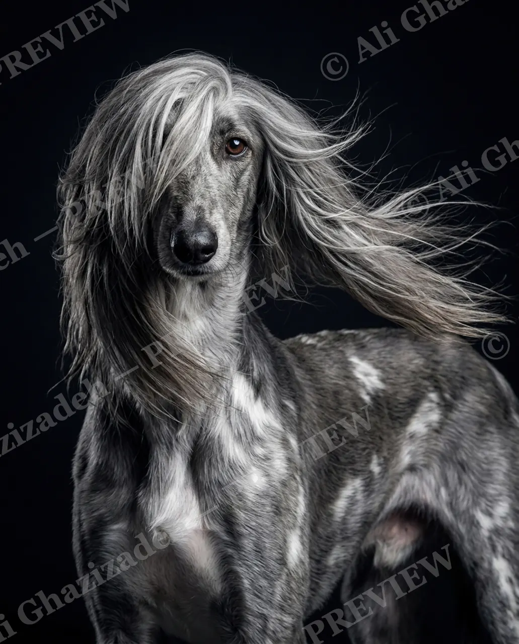 The Afghan Gentry — The Silver One — Domestic dog artwork by Ali Ghazizadeh