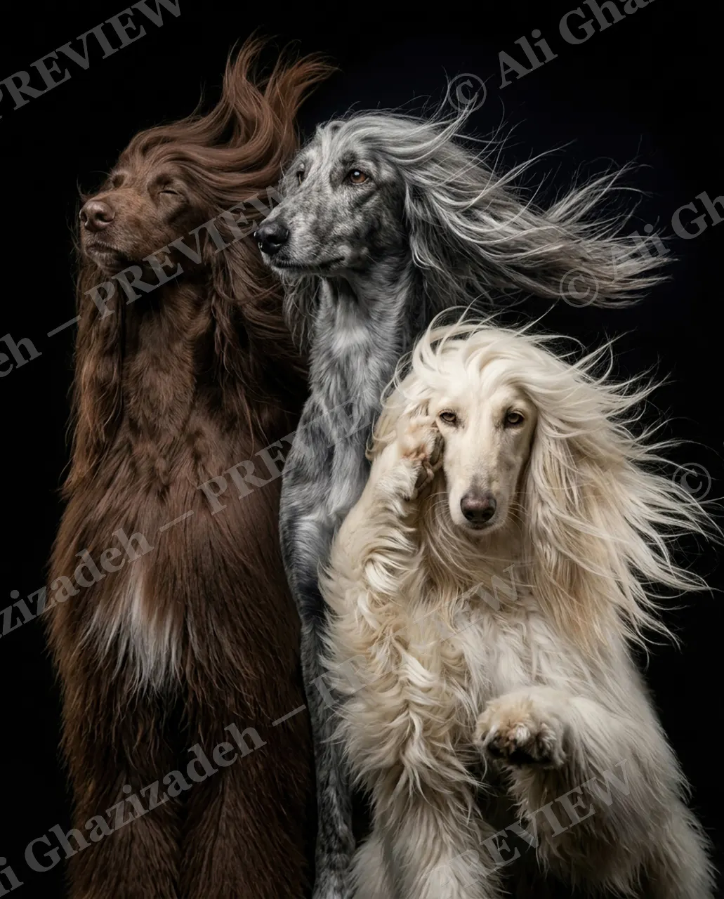 The Afghan Gentry — The Trio, Mid-Toss — Domestic dog artwork by Ali Ghazizadeh