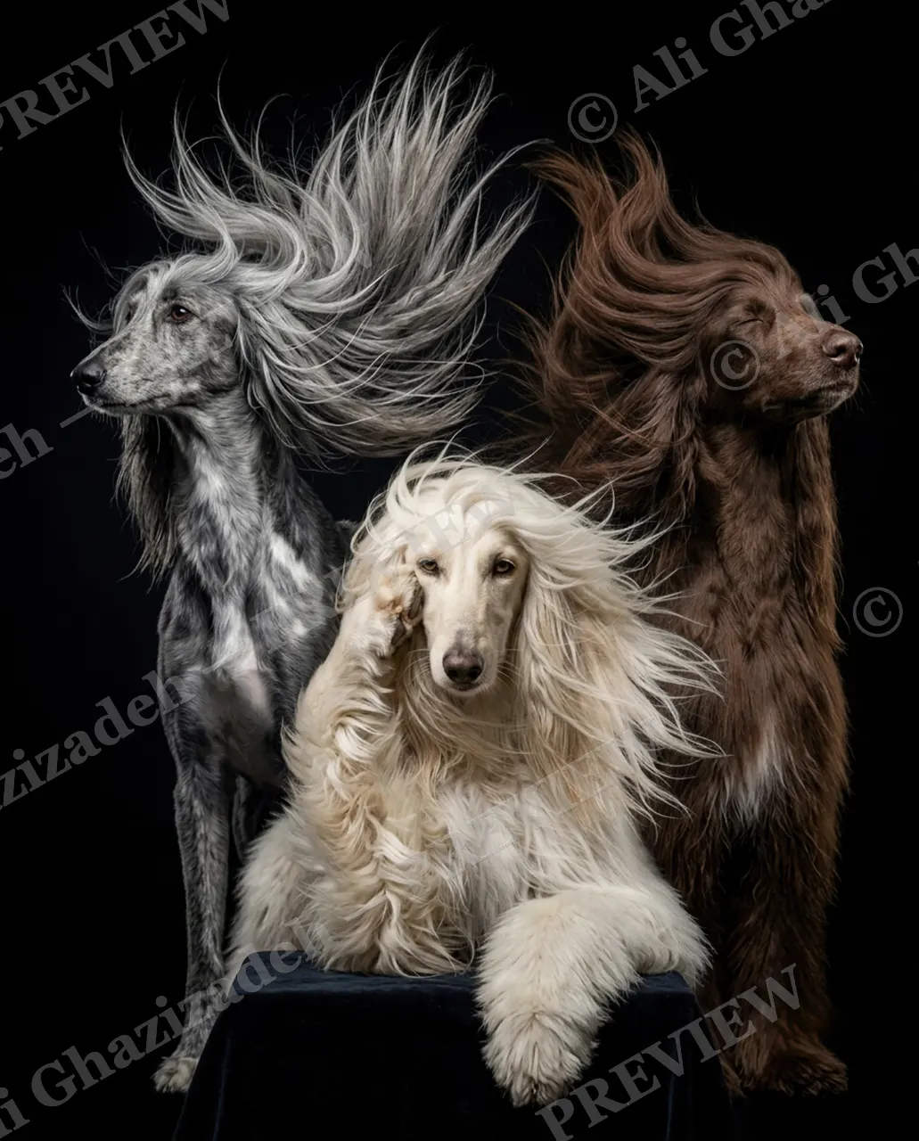 The Afghan Gentry — Wild Hair, Calm Nerves — Domestic dog artwork by Ali Ghazizadeh
