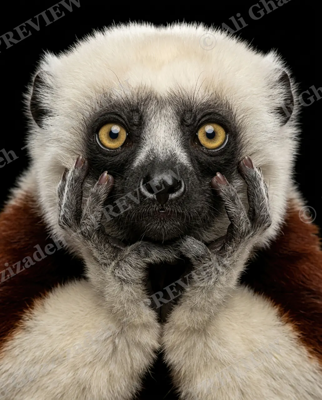 The Big Gasp — Can't Even — Slow loris artwork by Ali Ghazizadeh