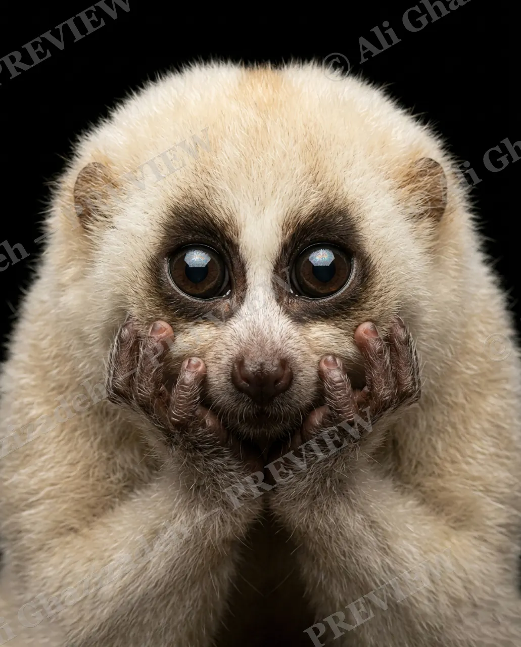 The Big Gasp — The News Arrives — Slow loris artwork by Ali Ghazizadeh