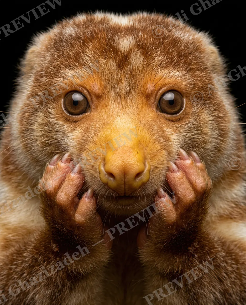 The Big Gasp — Speechless — Slow loris artwork by Ali Ghazizadeh