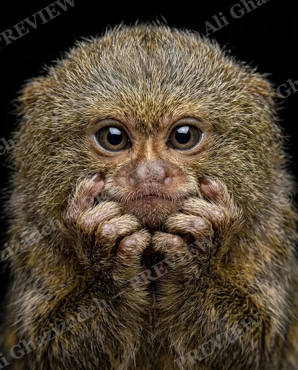 The Big Gasp — Still Processing — Slow loris artwork by Ali Ghazizadeh