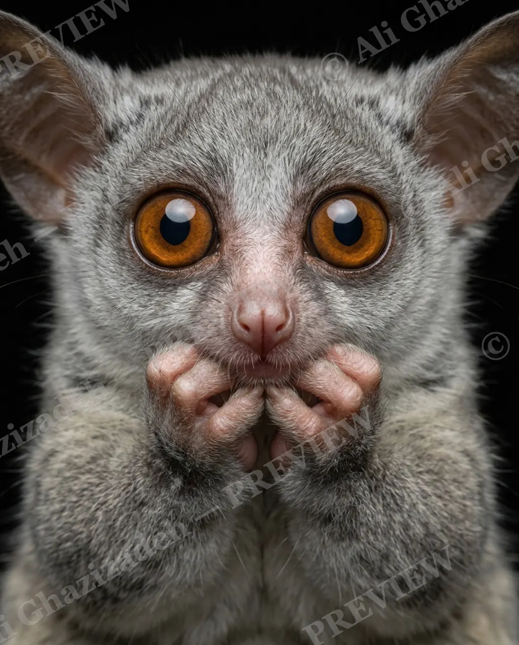 The Big Gasp — Utterly Stunned — Slow loris artwork by Ali Ghazizadeh