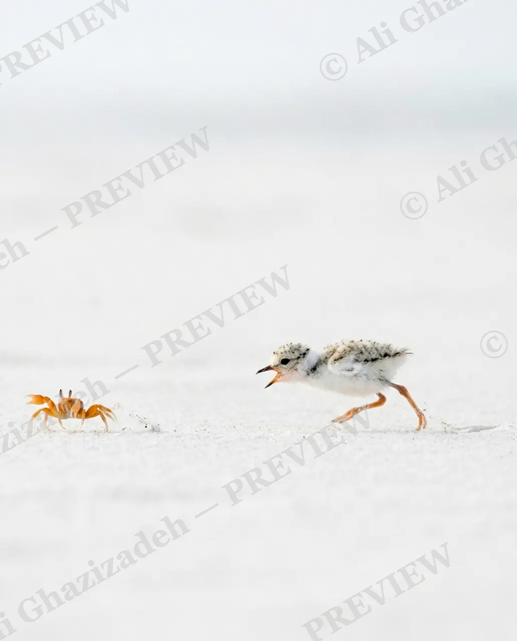 The Chase — Back for Round Two — Plover artwork by Ali Ghazizadeh