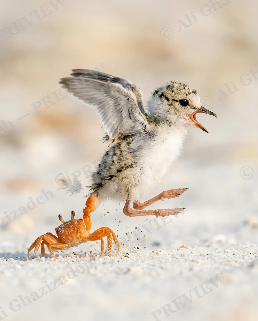 The Chase — Caught by a Claw — Plover artwork by Ali Ghazizadeh