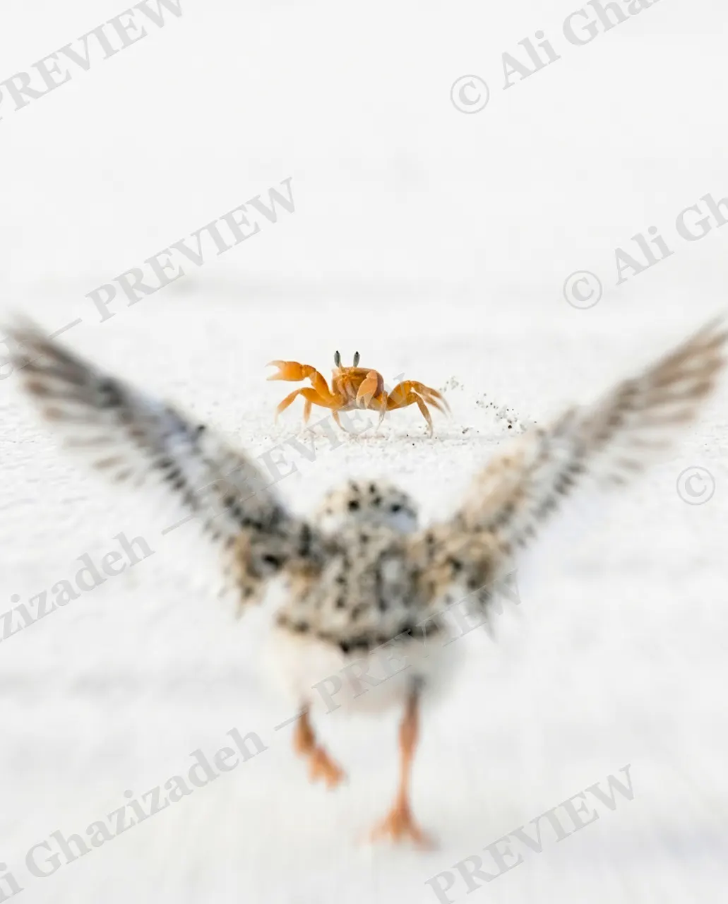 The Chase — Crab Refuses to Budge — Plover artwork by Ali Ghazizadeh