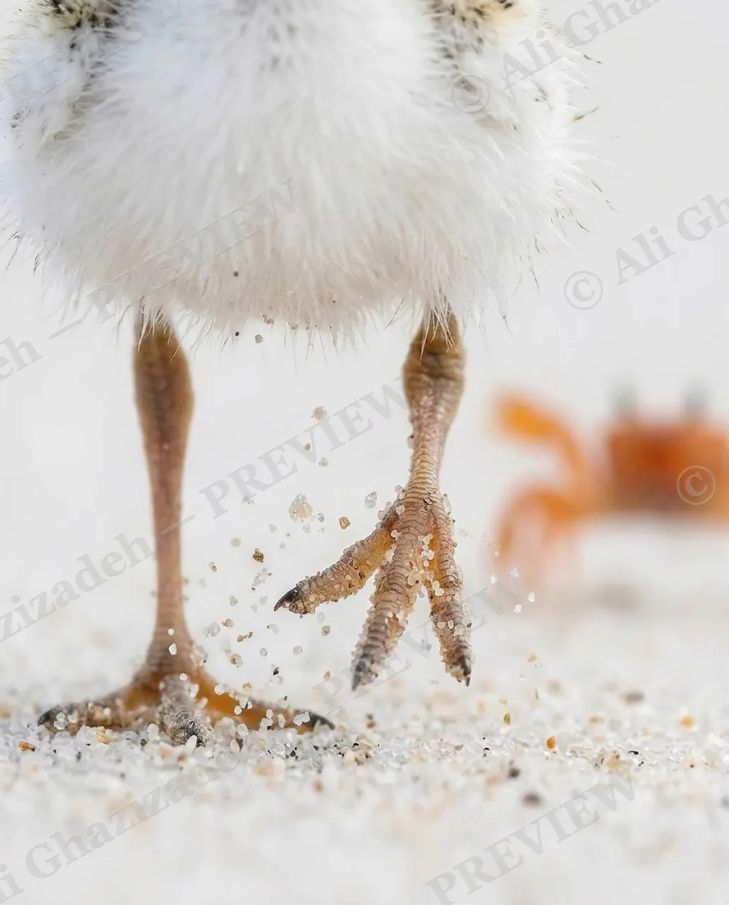 The Chase — Kicking Up Sand — Plover artwork by Ali Ghazizadeh