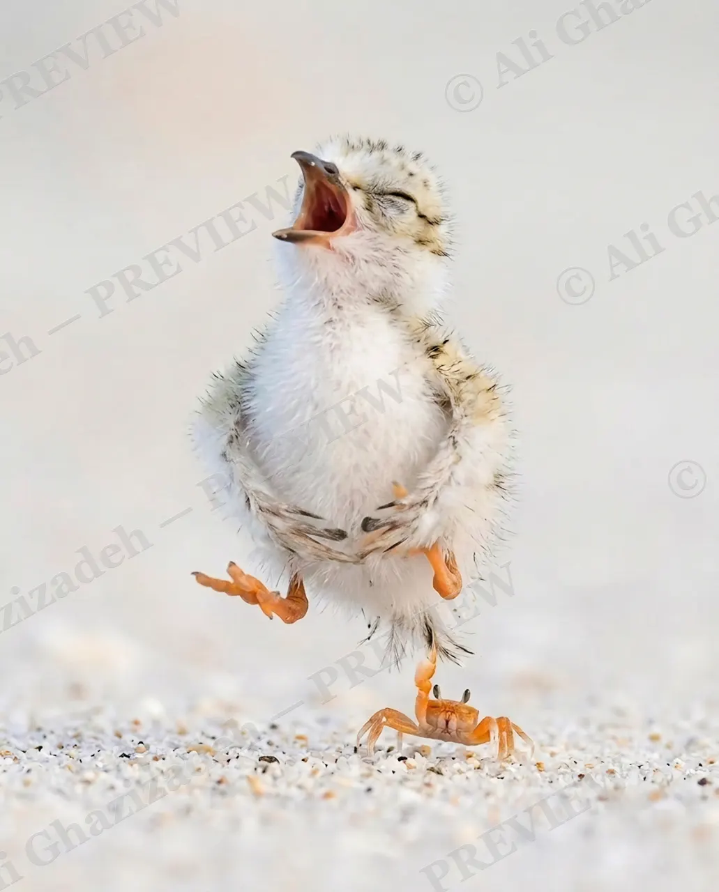 The Chase — Loud Complaint — Plover artwork by Ali Ghazizadeh