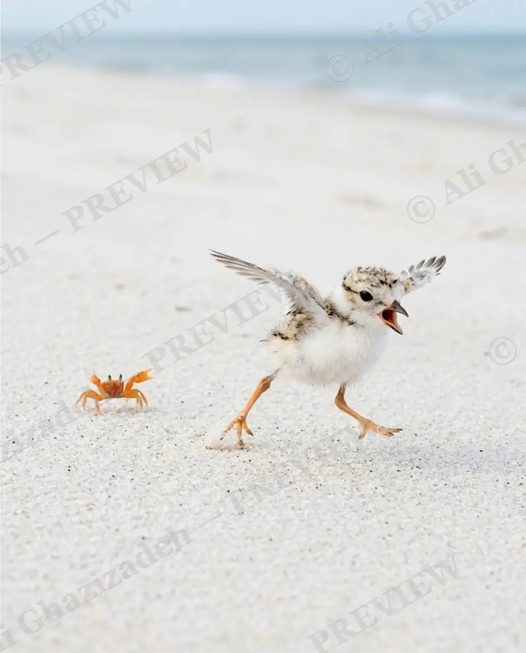 The Chase — Giving Chase — Plover artwork by Ali Ghazizadeh