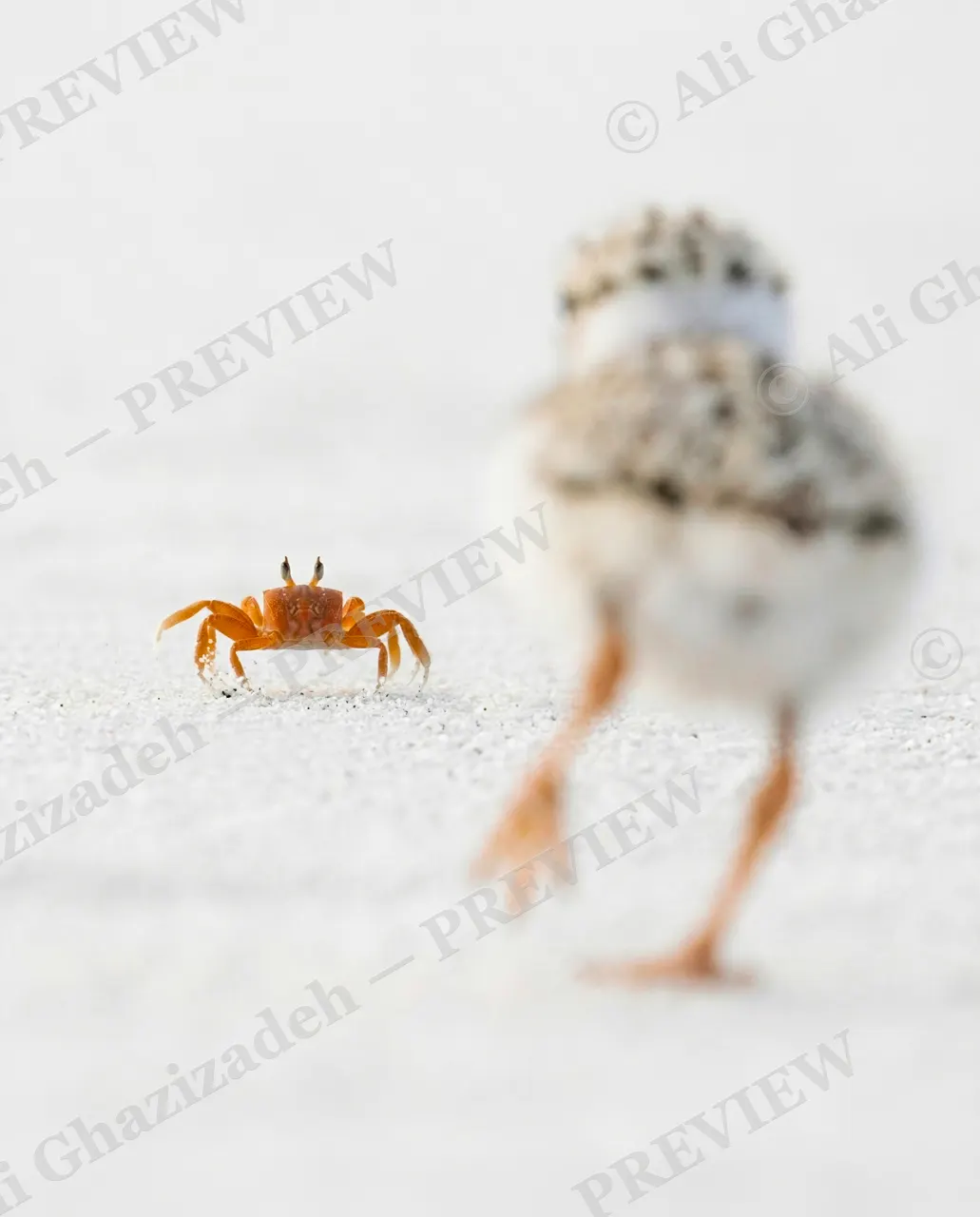The Chase — Standing Its Ground — Plover artwork by Ali Ghazizadeh