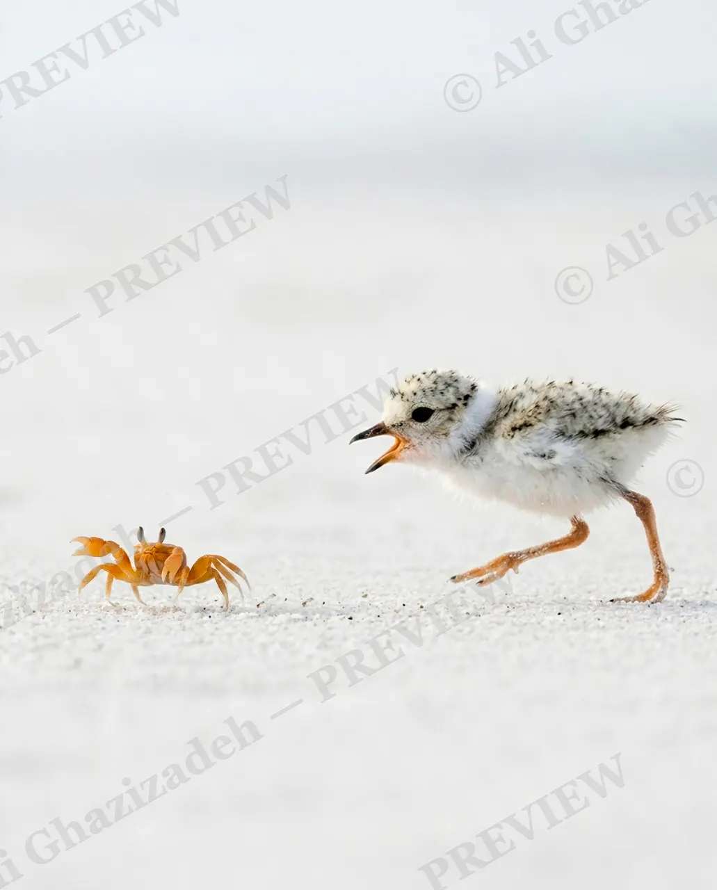 The Chase — Undeterred — Plover artwork by Ali Ghazizadeh