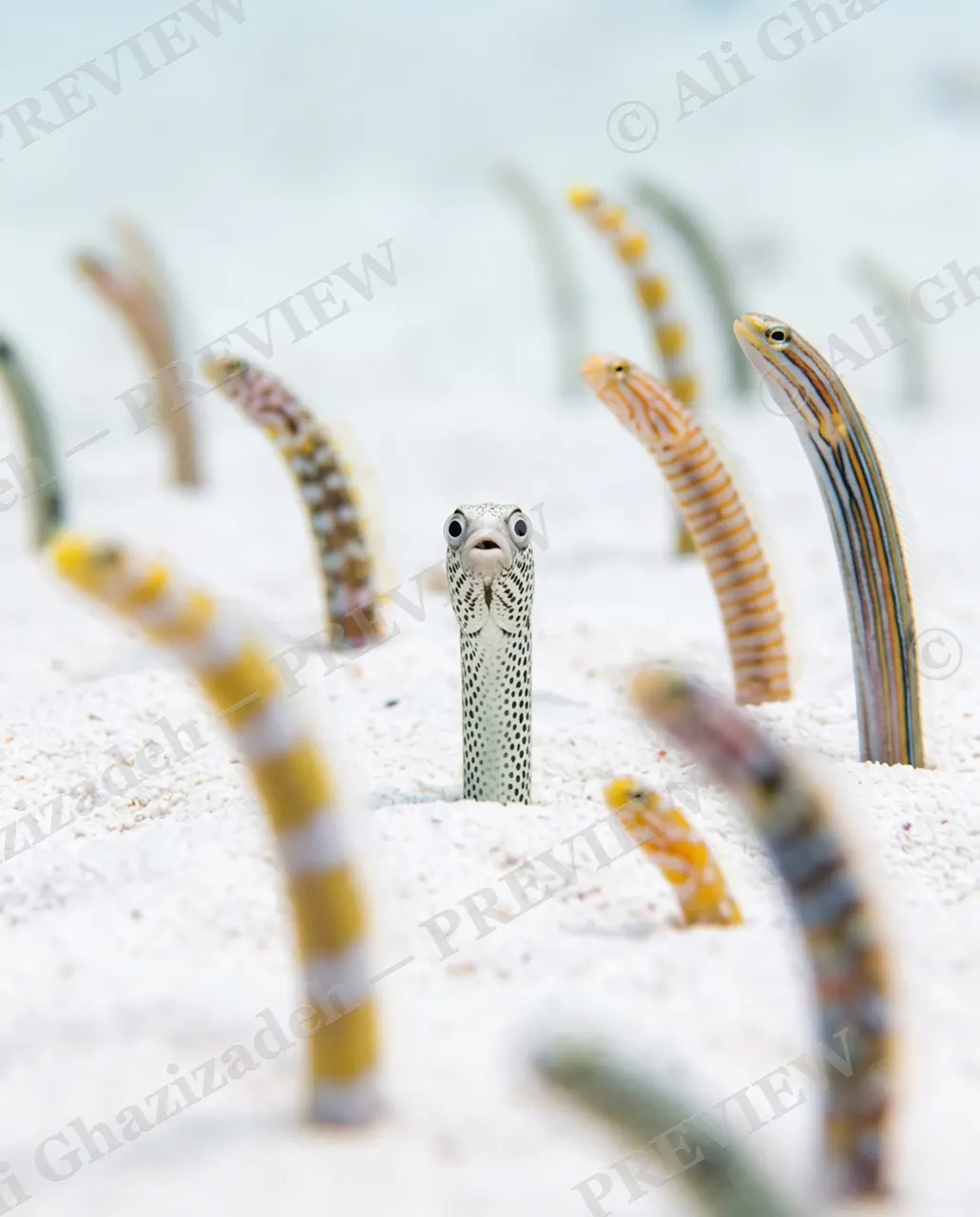 The Eel of Surprise — Spot The Difference — Garden eel artwork by Ali Ghazizadeh