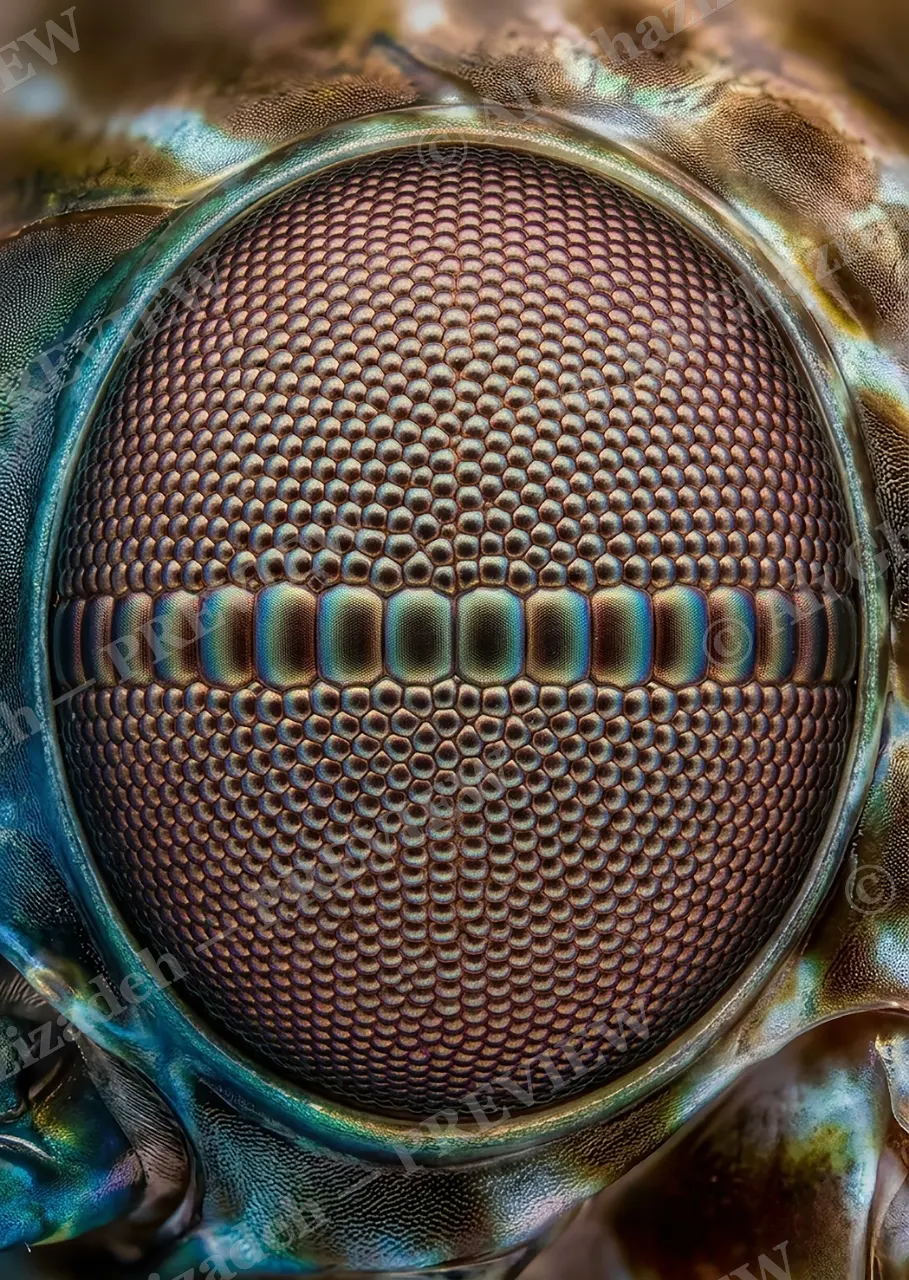 The Eyes Have It — Horsefly Eye — Turaco artwork by Ali Ghazizadeh