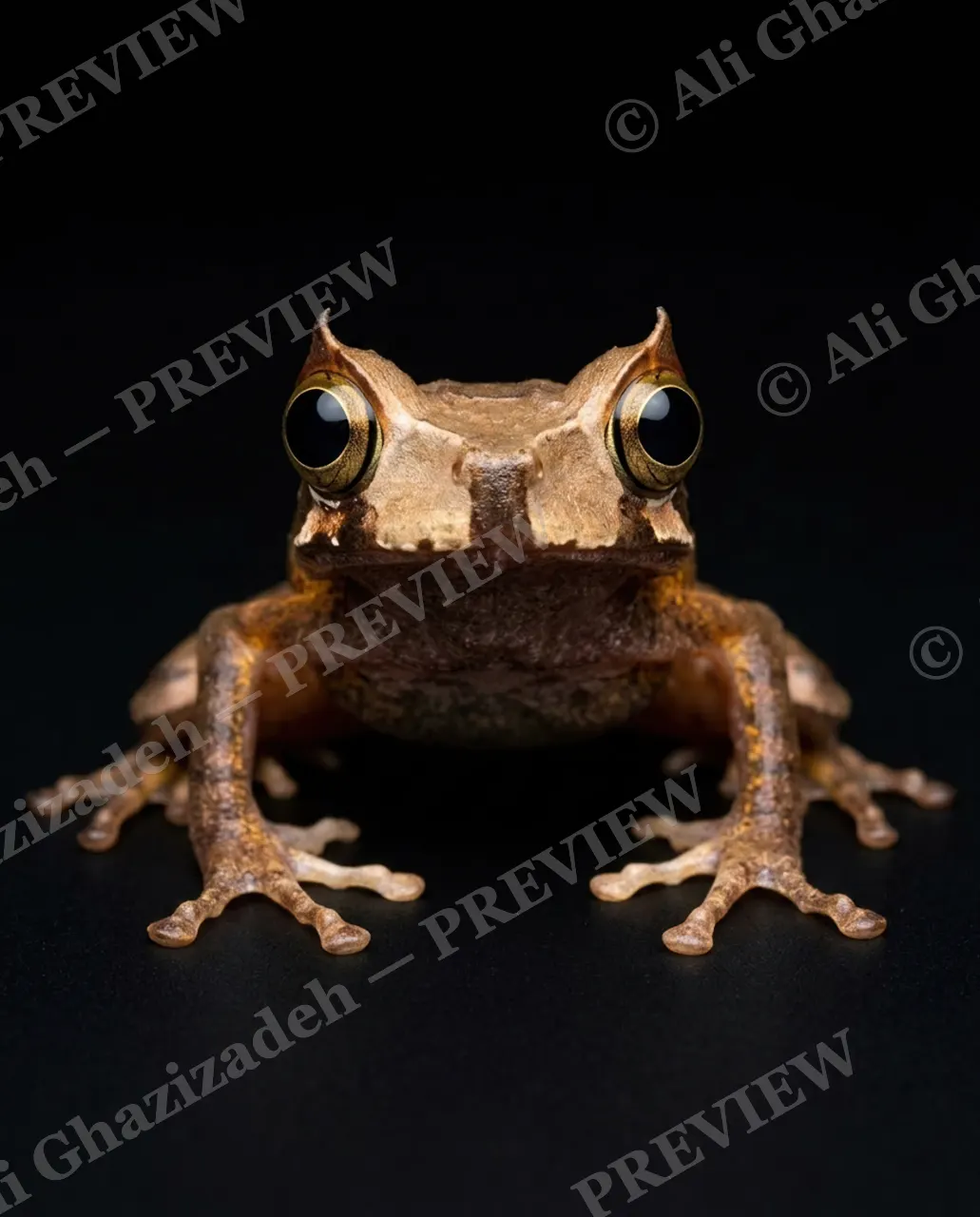 The Frog Lineup — Amber Eyed Watcher — Frog artwork by Ali Ghazizadeh