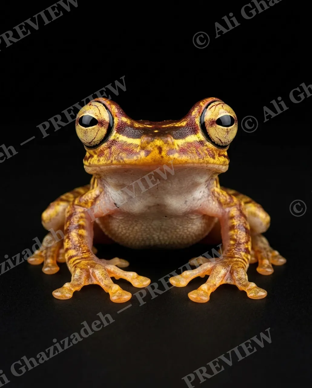 The Frog Lineup — Autumn Leaf Frog — Frog artwork by Ali Ghazizadeh