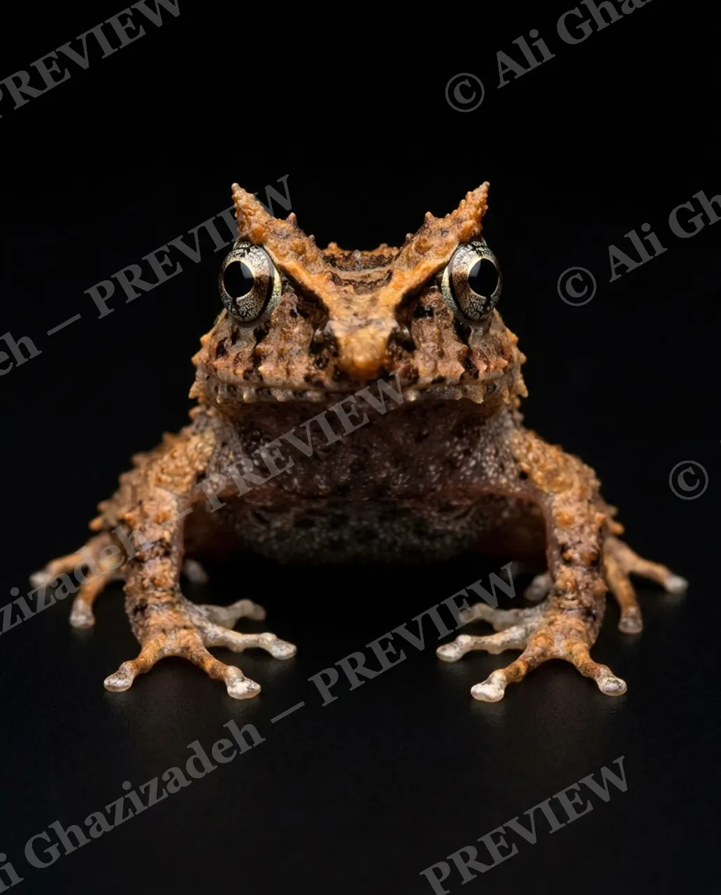 The Frog Lineup — Copper Horned Frog — Frog artwork by Ali Ghazizadeh