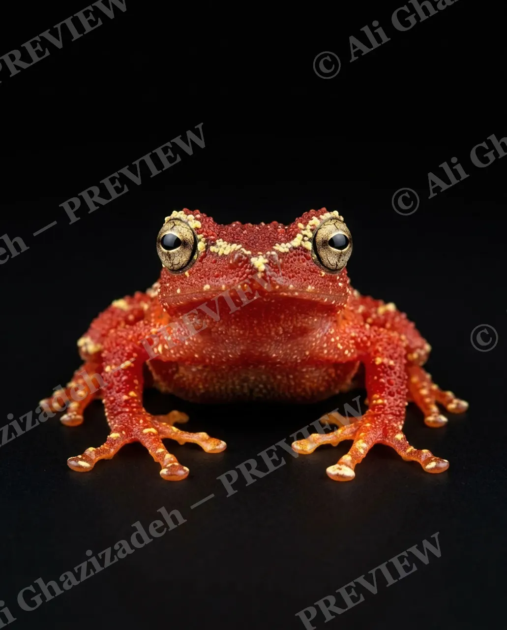 The Frog Lineup — Crimson Crown — Frog artwork by Ali Ghazizadeh