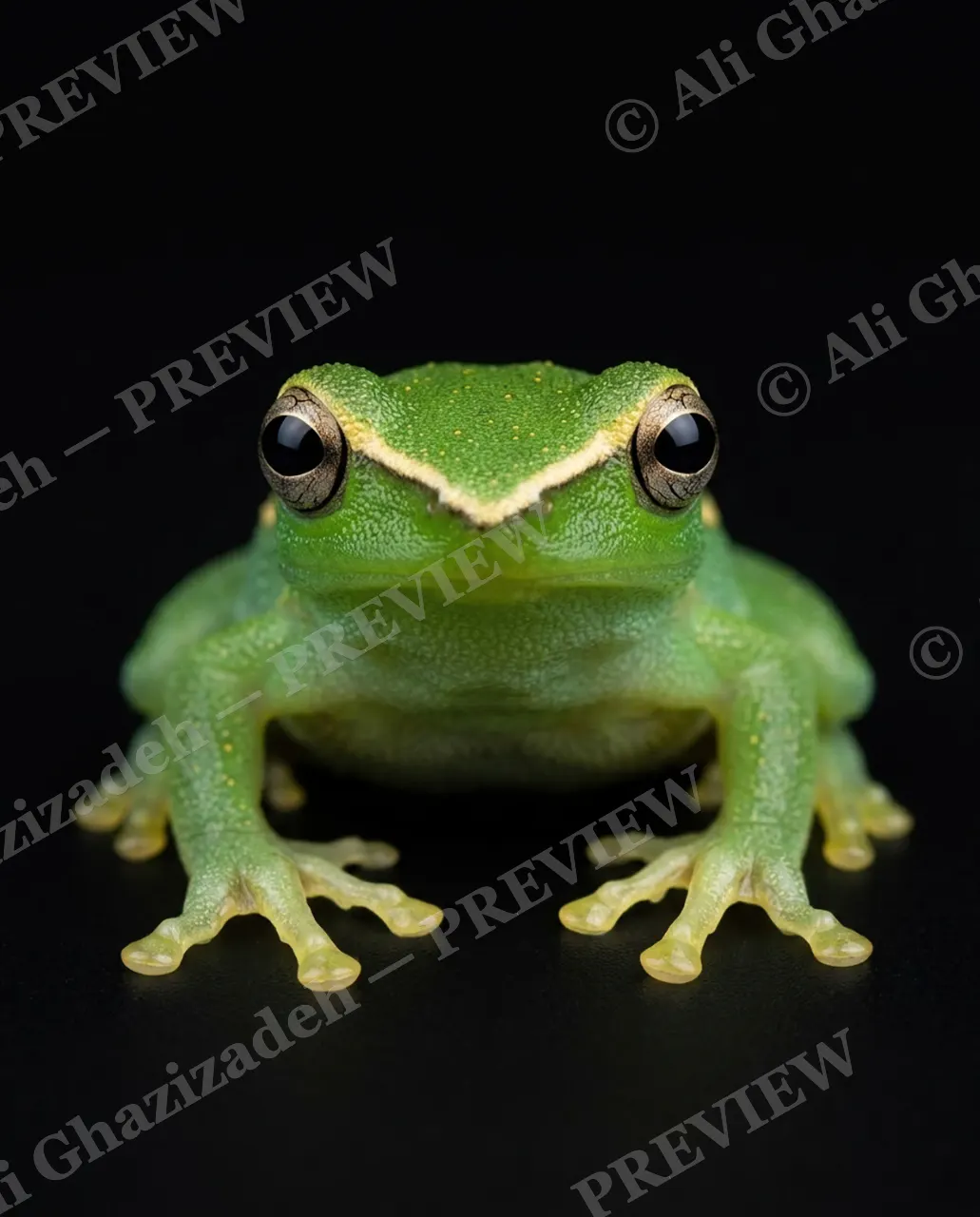 The Frog Lineup — Emerald Wide Eyes — Frog artwork by Ali Ghazizadeh