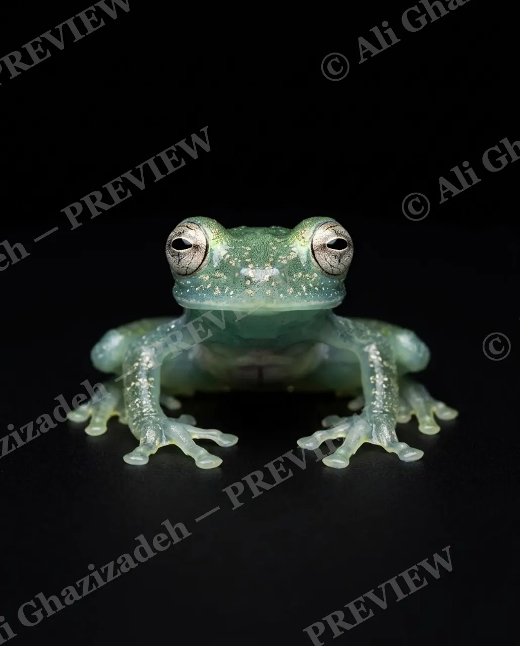 The Frog Lineup — The Glass Stare — Frog artwork by Ali Ghazizadeh