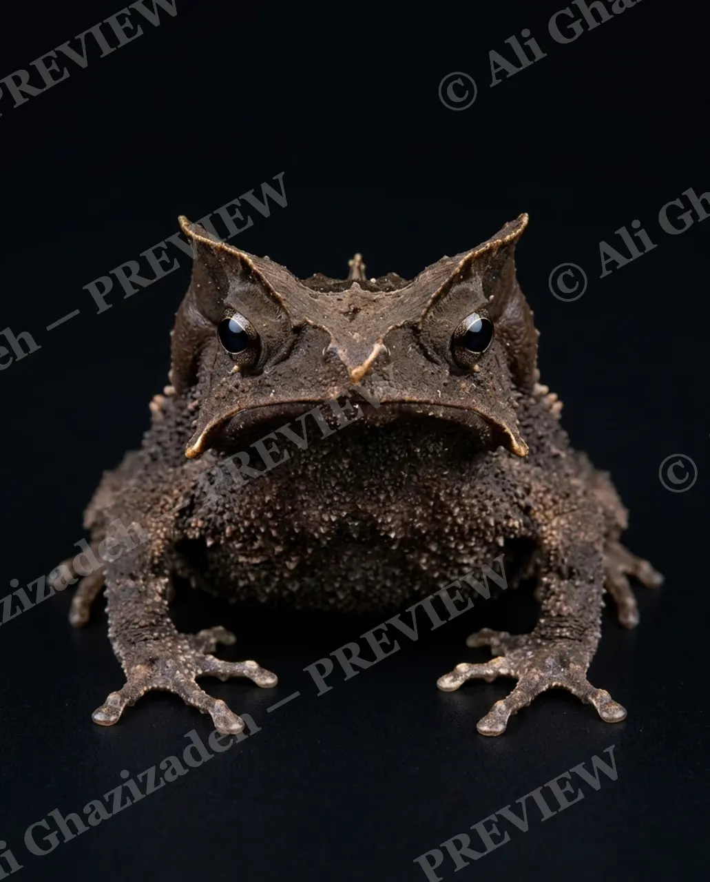 The Frog Lineup — Midnight Horns — Frog artwork by Ali Ghazizadeh