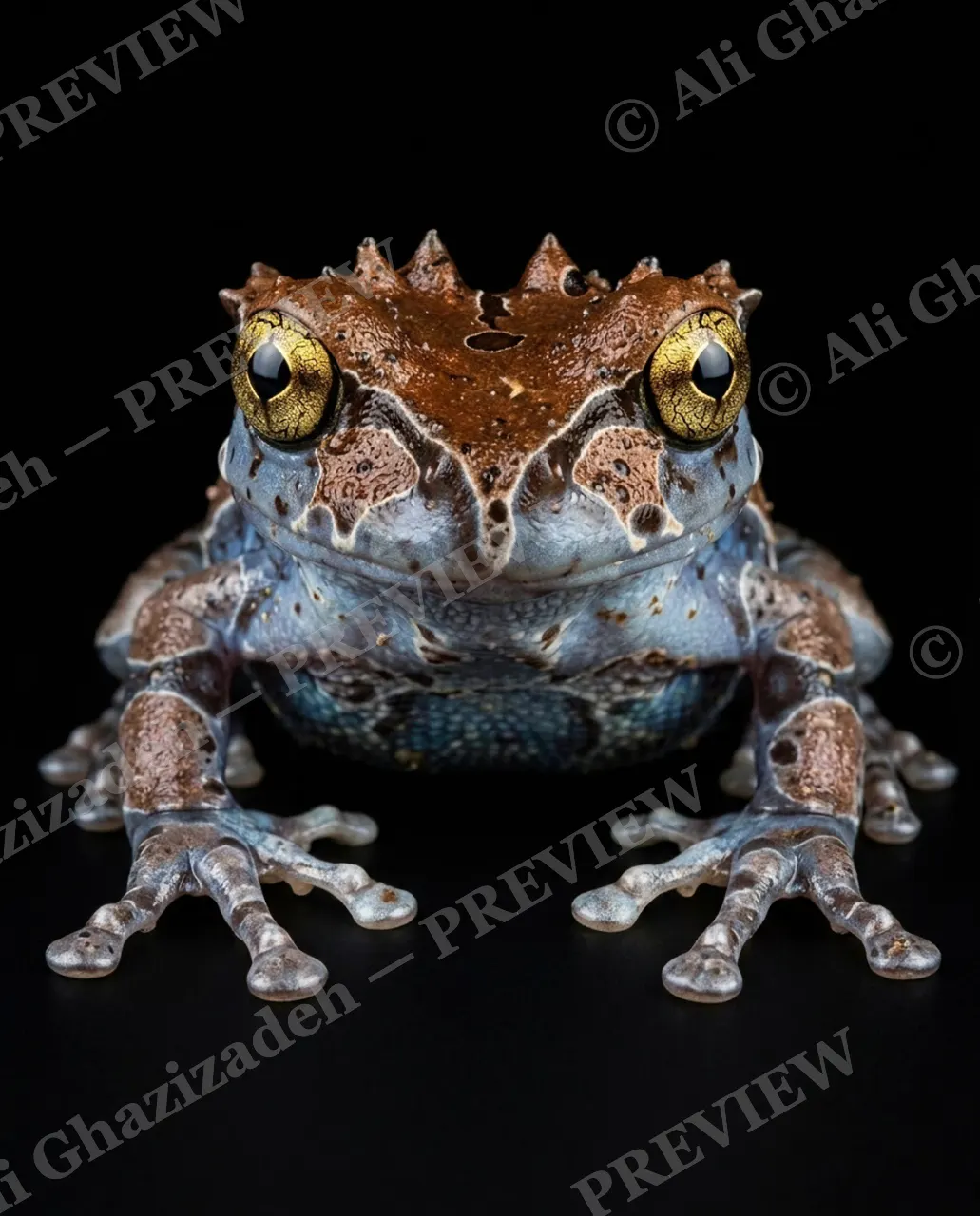 The Frog Lineup — Mossy Old Soul — Frog artwork by Ali Ghazizadeh