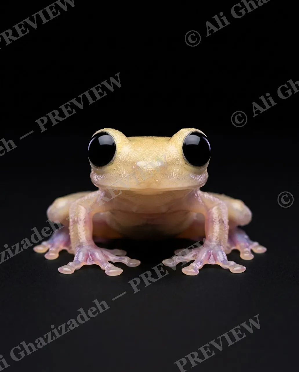 The Frog Lineup — Peach Fuzz Stare — Frog artwork by Ali Ghazizadeh