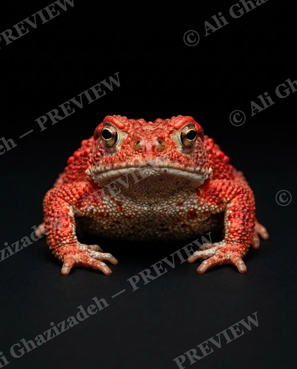 The Frog Lineup — Rust Red Toad — Frog artwork by Ali Ghazizadeh