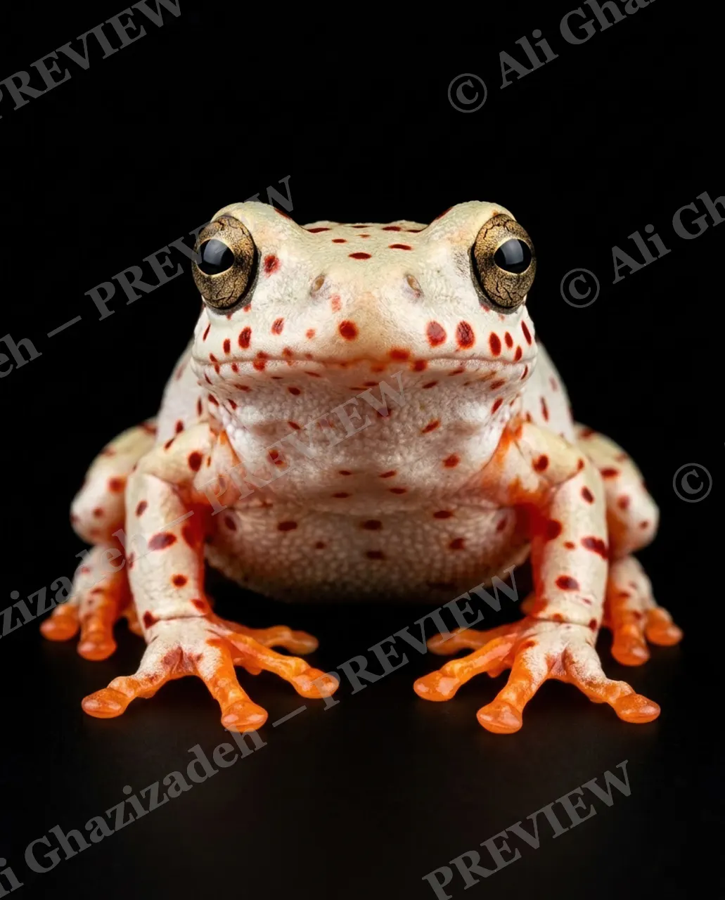 The Frog Lineup — Strawberry Speckled — Frog artwork by Ali Ghazizadeh