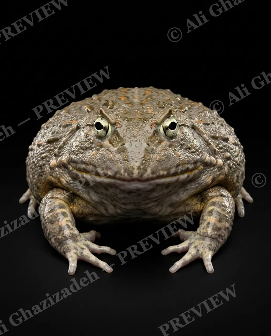 The Frog Lineup — The Bullfrog Grin — Frog artwork by Ali Ghazizadeh