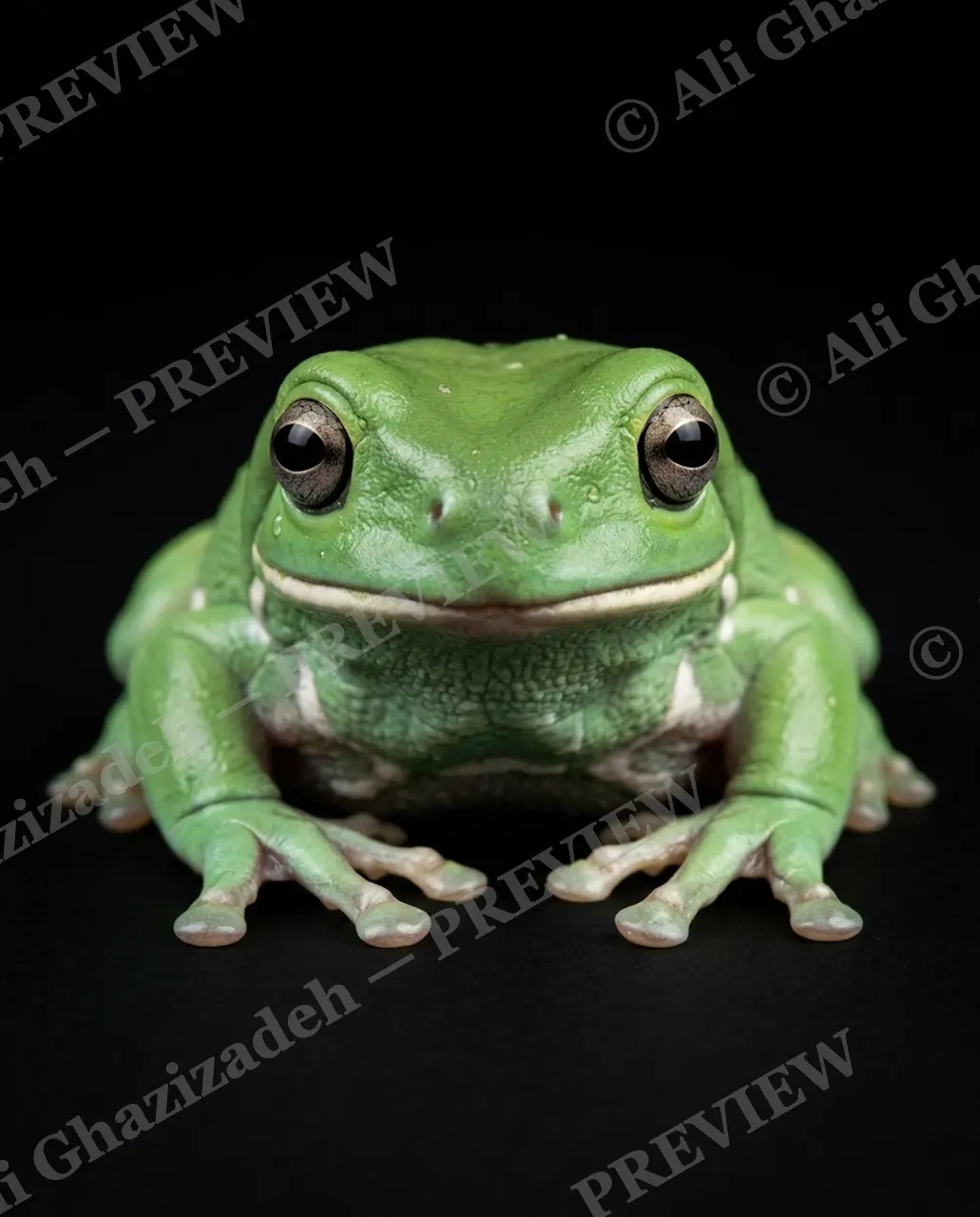 The Frog Lineup — The Content Smile — Frog artwork by Ali Ghazizadeh