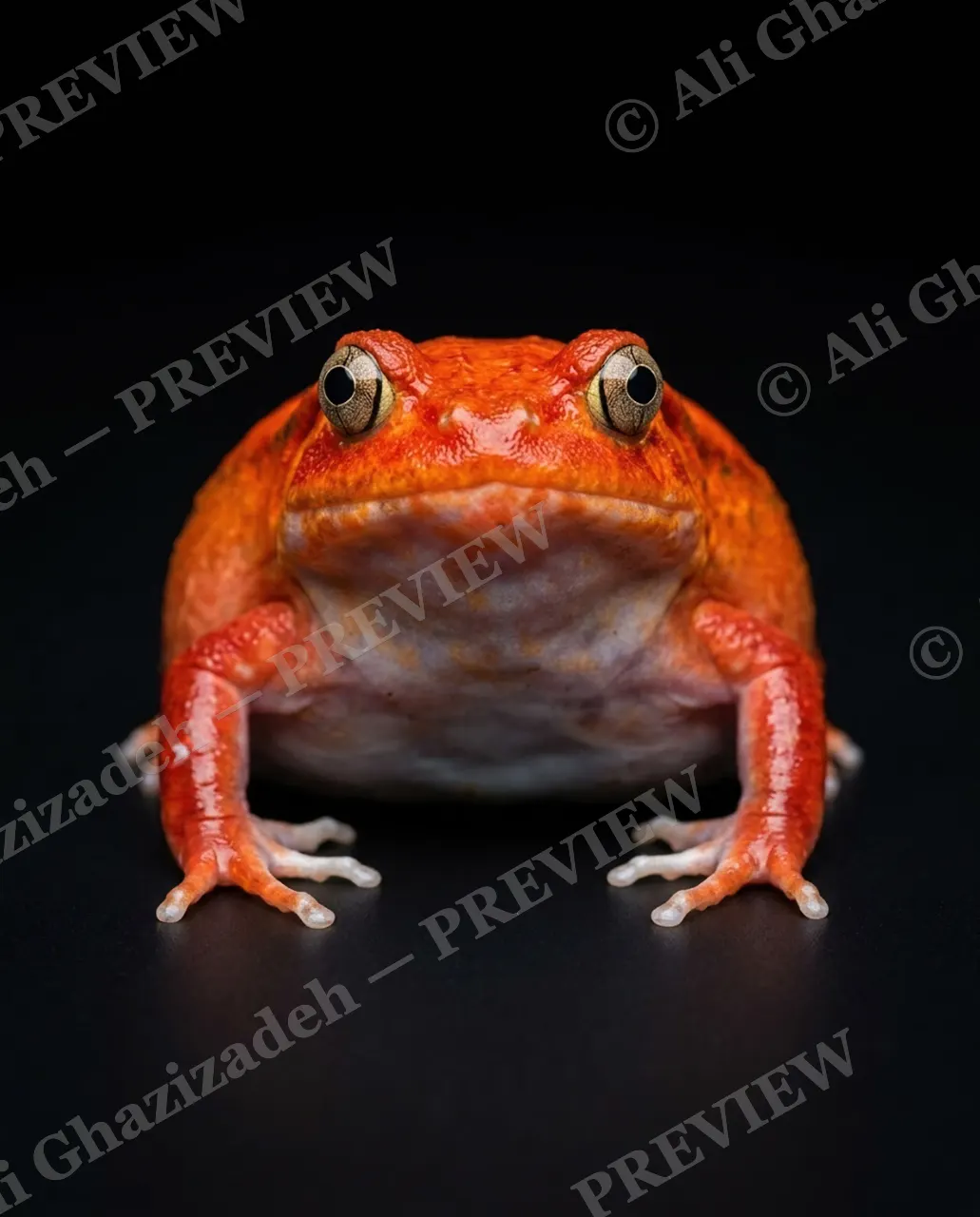 The Frog Lineup — Tomato Red Toad — Frog artwork by Ali Ghazizadeh