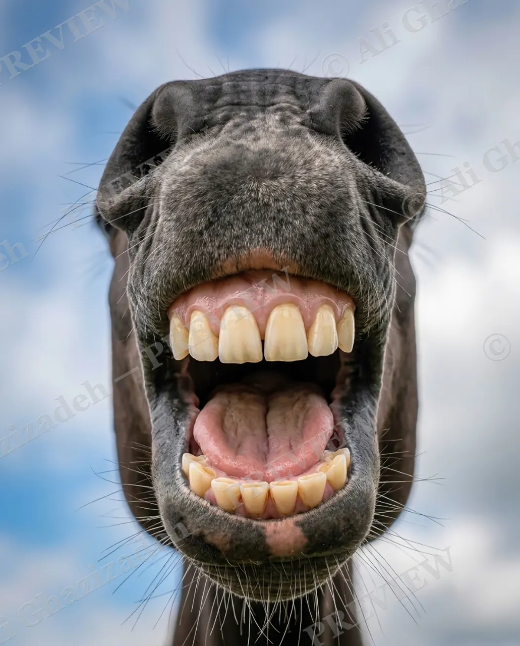 Neigh Cheese — Say Cheese — Horse artwork by Ali Ghazizadeh
