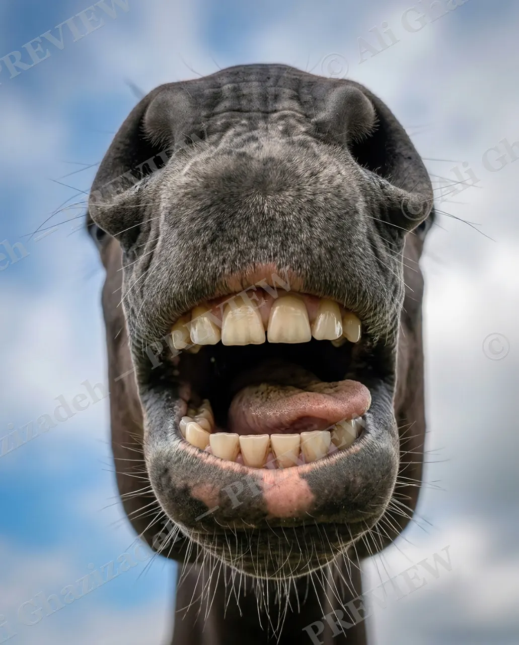 Neigh Cheese — One More Take — Horse artwork by Ali Ghazizadeh