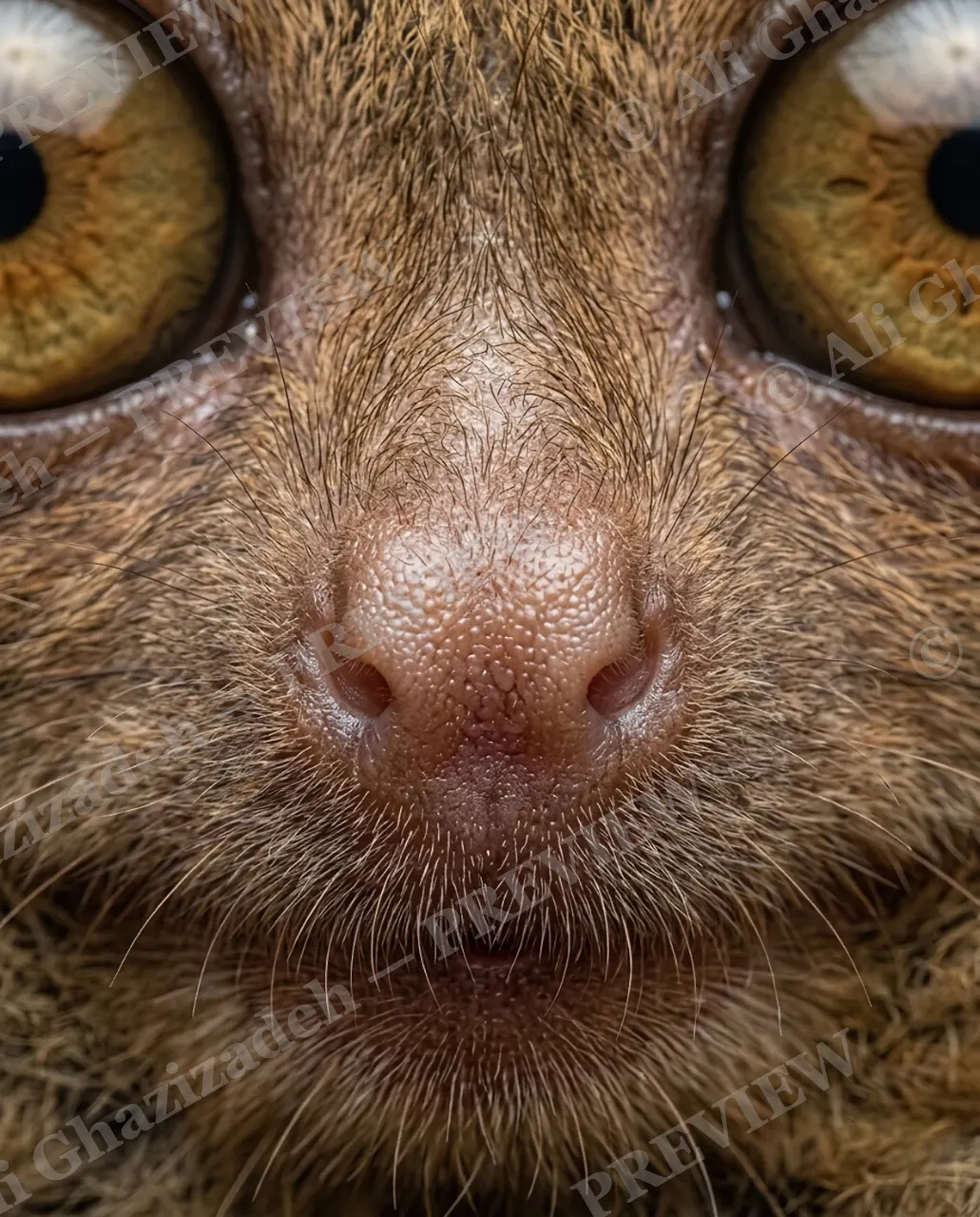 The Nose Knows — Golden-Eyed Stare — Mole artwork by Ali Ghazizadeh