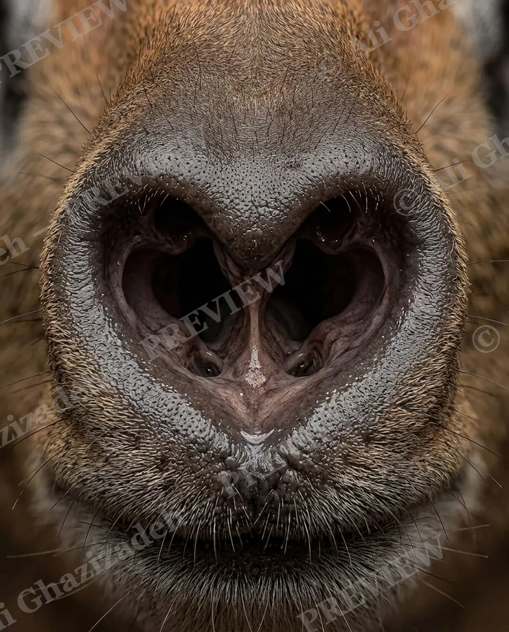The Nose Knows — Heart-Shaped Nose — Mole artwork by Ali Ghazizadeh